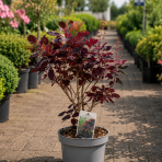 Škumpa vlasatá (Cotinus coggygria) ´ROYAL PURPLE´- výška 40-60 cm, kont. C2L